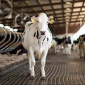 Как с помощью лизинга увеличить кормовую базу и выстроить эффективное молочное хозяйство